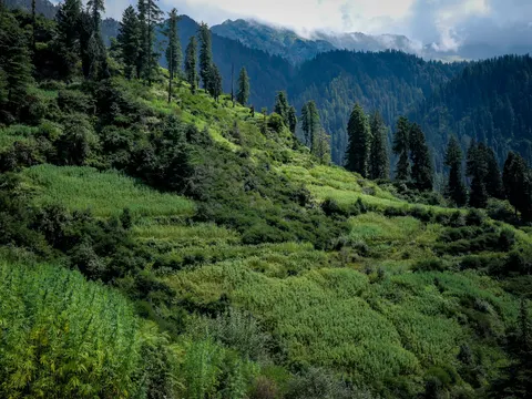 Terraced Grahan cannabis field beneath conifers across the slope.