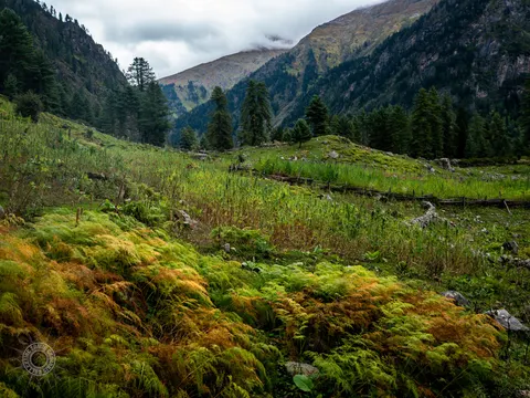 Terraced valley field with drying vegetation and conifers.