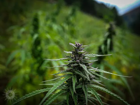 Purple-tinged mature cannabis flower standing in a field.