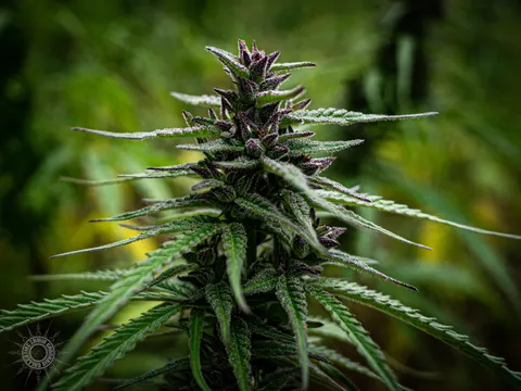 Close view of a purple mature cannabis cola.