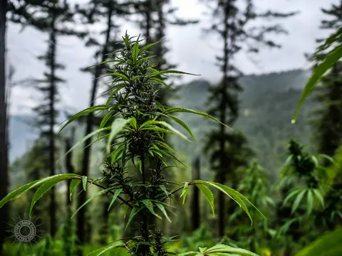 Tall narrow cannabis plant flowering among conifers.