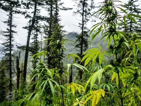 Cannabis plants growing through a high conifer forest.
