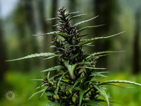 Close view of a dark purple flowering cannabis cola.