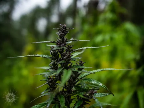 Dark flowering cannabis cola against a green field.