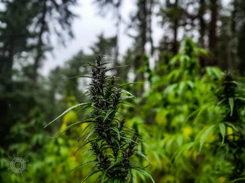 Dark flowering cannabis plant standing in a mixed field.
