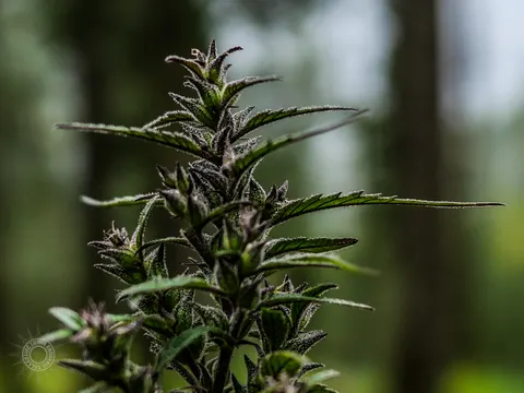 Close view of a tapered dark purple cannabis flower.