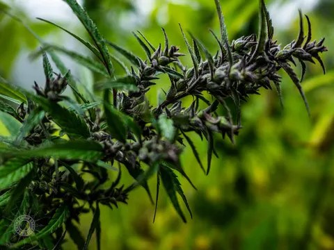 Seeded dark cannabis branch crossing a green field.