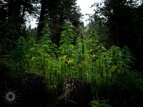 Dense cannabis stand inside a shadowed conifer forest.