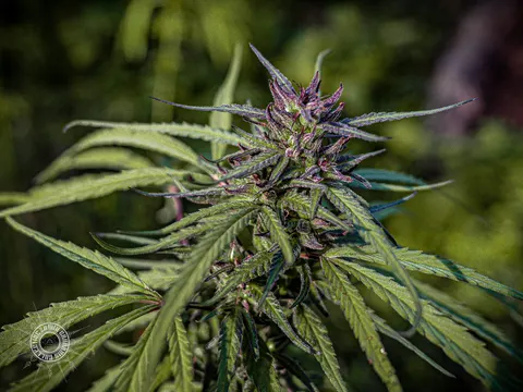 Purple flowering cannabis plant with narrow leaves.