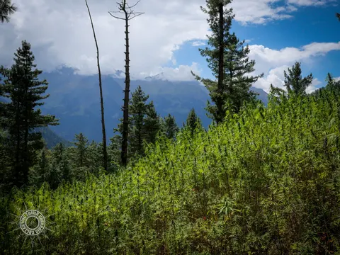 Broad hillside stand of cannabis under conifers and blue sky.