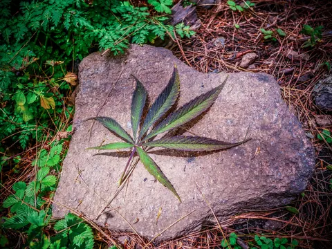 Detached cannabis leaf laid flat on a grey stone.