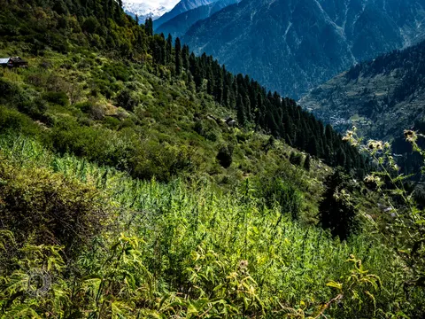 Broad Lapas hillside field of cannabis below a mountain ridge.