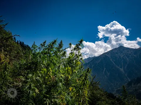 Cannabis plants along a sunny Lapas ridge under blue sky.