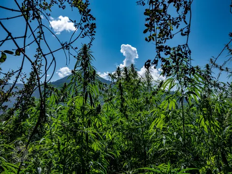 Cannabis branches framed by vines and blue-sky mountains in Lapas.