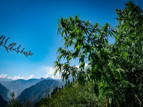 Tall cannabis plant in Lapas with mountain ridges beyond.