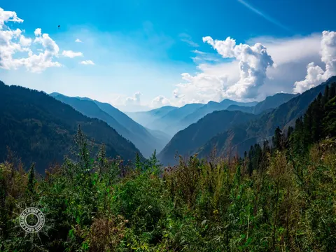 Wide mountain valley under bright clouds with plants in the foreground.