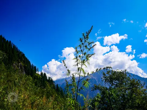 Single tall cannabis plant above a Lapas field and distant clouds.