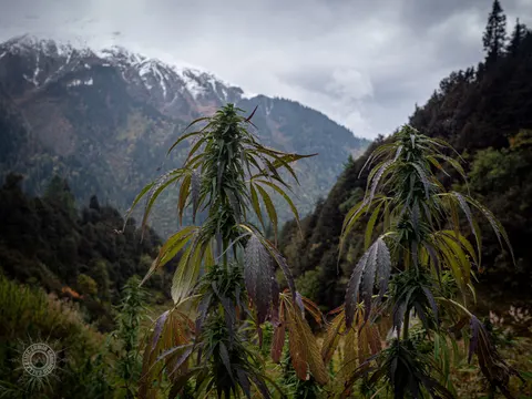Tall mature cannabis plants above a wooded mountain valley.