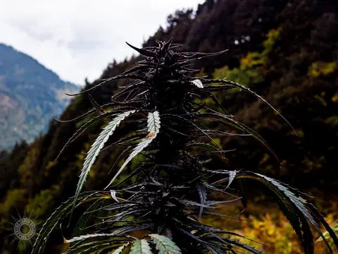 Close view of a dark drooping cannabis flower against a mountain.