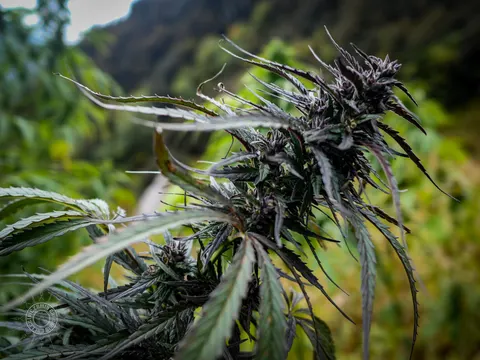 Close view of a dark mature cannabis flower in Waichin.