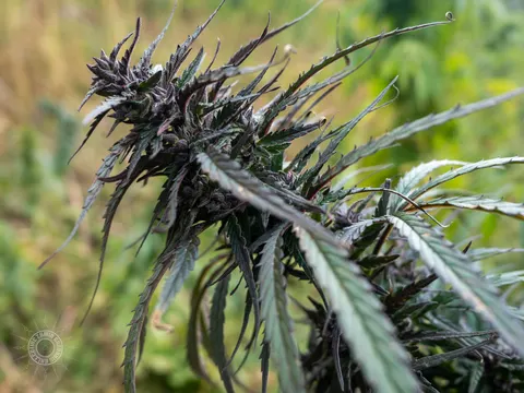 Slender dark cannabis flowers spread across the frame in Waichin.