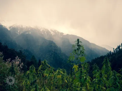 Mist drifting across a Waichin hillside above cannabis plants.