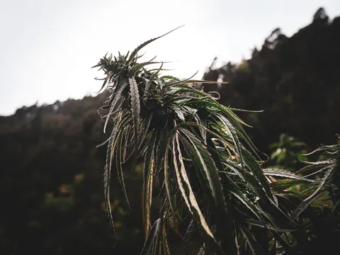 Mature cannabis flower held upright with a wooded mountain out of focus.