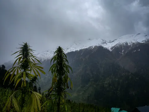 Mature cannabis plants below cloud-covered snowy mountains in Waichin.