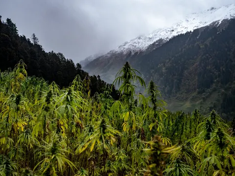 Dense stand of mature cannabis on a hillside below snow-streaked mountains.