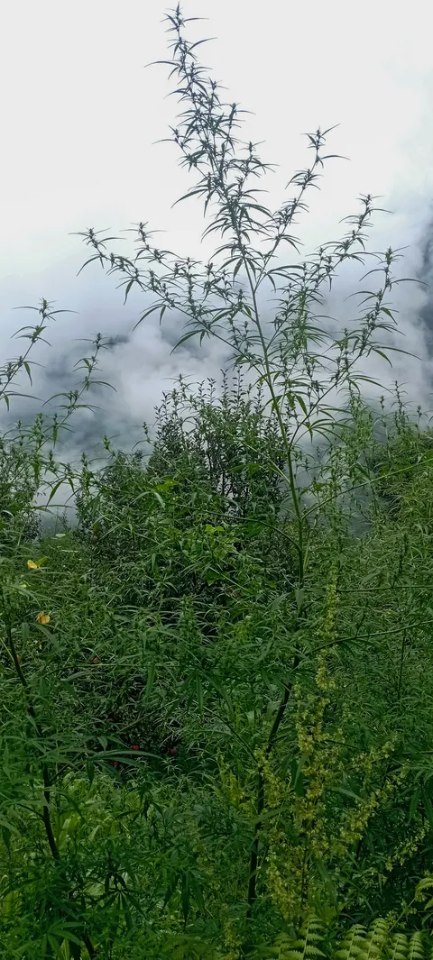 A tall cannabis plant rising above dense green undergrowth, thin branches spreading against a white sky, thick cloud lying across the slope behind.