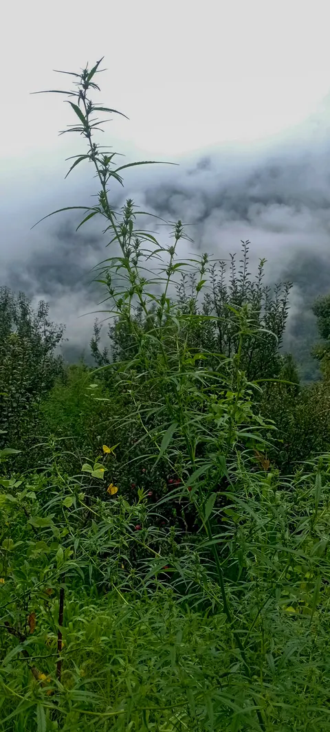 One tall cannabis plant standing above an apple orchard, small red fruit on the trees behind, cloud filling the valley beyond and yellowing leaves in the foreground.