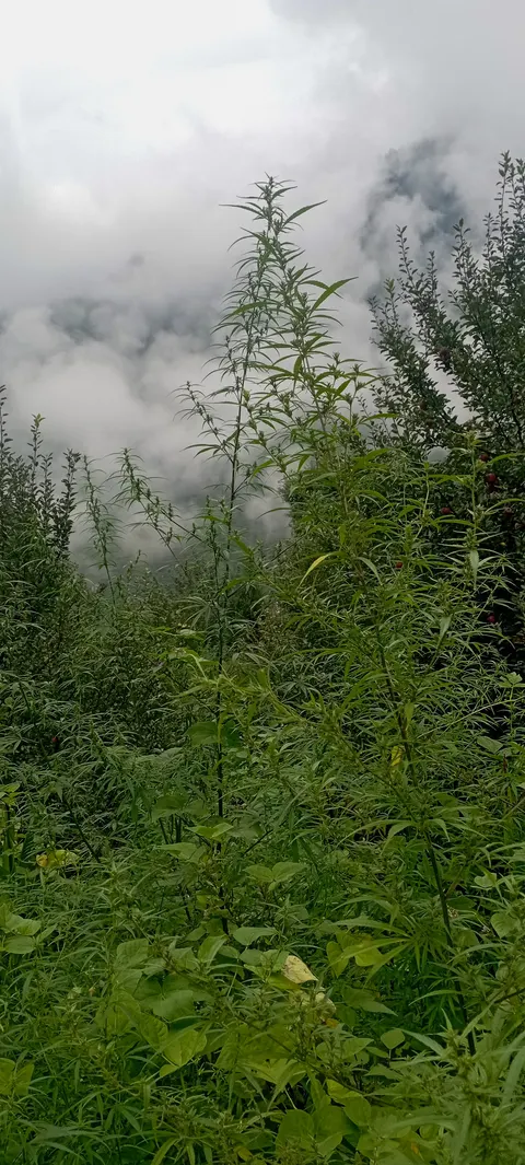 Several cannabis plants among apple trees carrying red fruit at the right, dense green undergrowth below and heavy cloud filling the frame behind.
