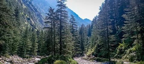 A wide phone panorama looking up a river valley, tall deodars standing along a stony riverbed, forested slopes rising either side and a road with a parked car at the right.