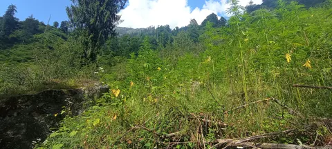 A wide phone panorama across a rough clearing, tall cannabis standing at the right edge, yellow flowers and rank green growth across the middle, cut branches on the ground and conifers on the ridge behind.