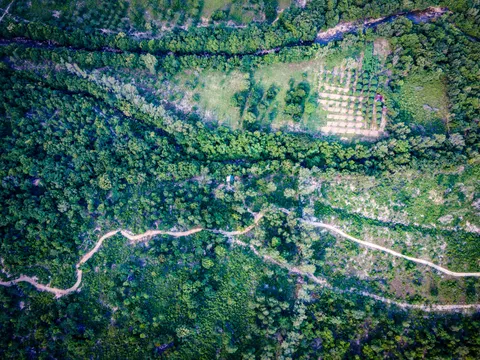 A wooded hillside from directly above, a dirt track winding through it past a small cleared plot of planted rows.