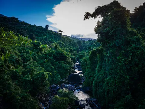 The same forested gorge from further back, the stream and its boulders small under the canopy.