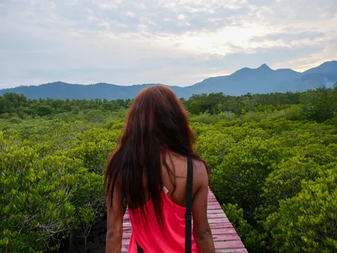 Person standing on a raised walkway above dense tropical forest on Koh Chang.
