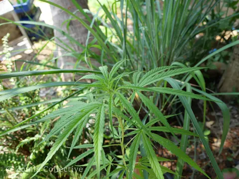 Young narrow-leaved cannabis plant growing among grasses on Koh Chang.