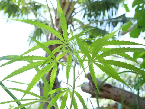 Branching young cannabis plant growing outdoors on Koh Chang.
