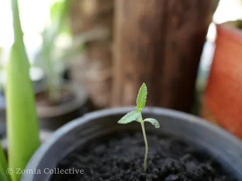 Small cannabis seedling emerging from dark soil in a pot.