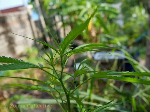 Young narrow-leaved cannabis plant growing in a Koh Chang garden.