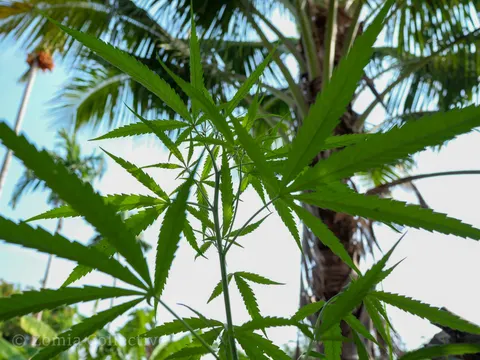Narrow-leaved cannabis plant growing beneath coconut palms on Koh Chang.