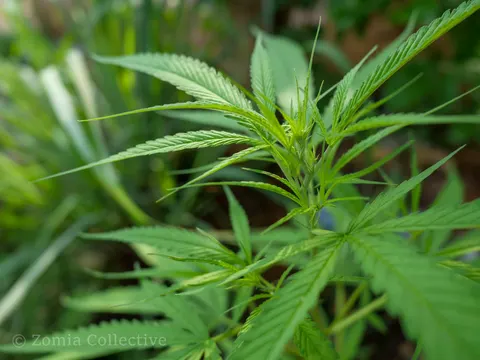 Flowering cannabis top among dense garden foliage on Koh Chang.