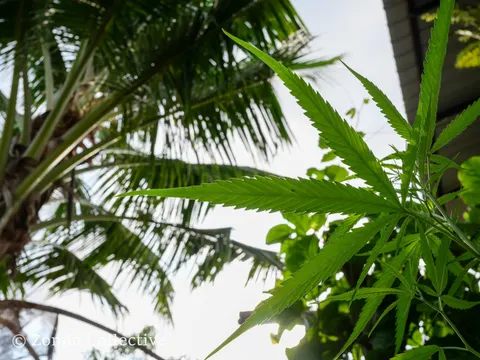Cannabis plant reaching upward beneath coconut palms on Koh Chang.