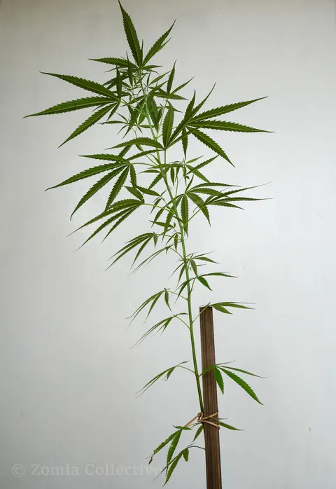 Tall slender cannabis plant photographed against a white wall.