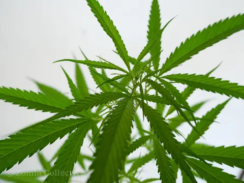 Top leaves of a narrow-leaved cannabis plant against a white wall.