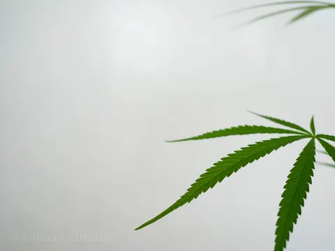 Single narrow cannabis leaf extending across a white wall.