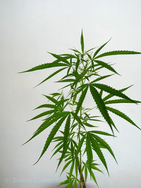 Branching narrow-leaved cannabis plant photographed against a white wall.
