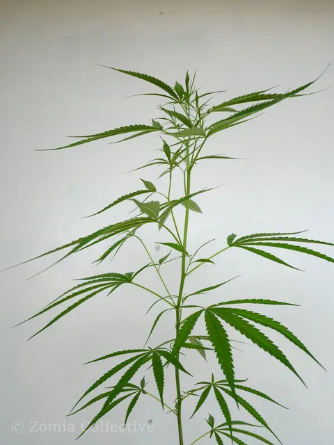 Full slender cannabis plant photographed upright against a white wall.
