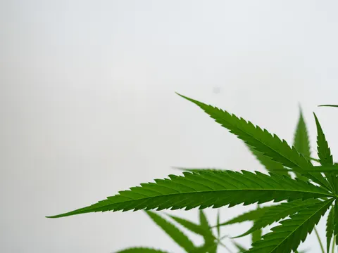Close view of narrow cannabis leaves against a white wall.